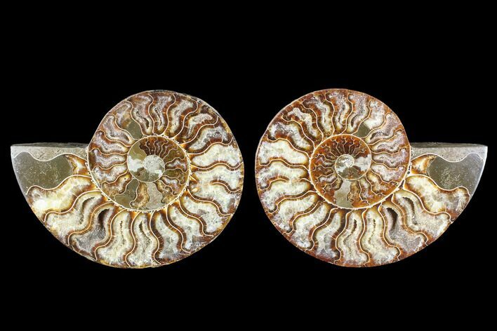 Cut & Polished Ammonite Fossil - Agatized #88441